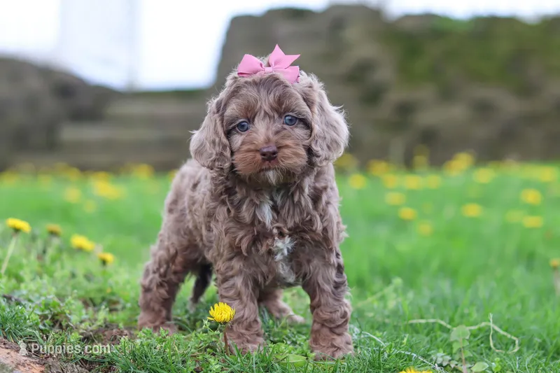 Zoey – Cockapoo puppy for sale in Millersburg, OH
