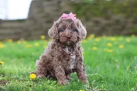 Zoey, a female Cockapoo for sale in Millersburg, OH – Photo 5 of 5