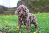 Zoey, a female Cockapoo for sale in Millersburg, OH – Photo 3 of 5