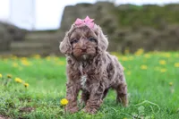 Zoey, a female Cockapoo for sale in Millersburg, OH – Photo 2 of 5