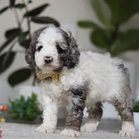Blaze, a male Cockapoo for sale in Millersburg, OH – Photo 5 of 5