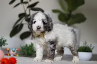 Blaze, a male Cockapoo for sale in Millersburg, OH – Photo 5 of 5