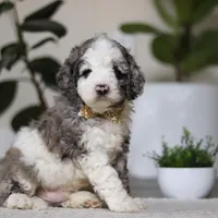 Blaze, a male Cockapoo for sale in Millersburg, OH – Photo 2 of 5