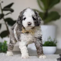 Blaze, a male Cockapoo for sale in Millersburg, OH – Photo 4 of 5