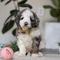 Blaze, a male Cockapoo for sale in Millersburg, OH – Photo 1 of 5