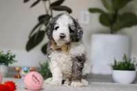 Blaze, a male Cockapoo for sale in Millersburg, OH – Photo 1 of 5