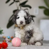 Blaze, a male Cockapoo for sale in Millersburg, OH – Photo 3 of 5