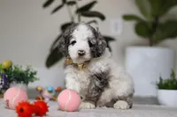 Blaze, a male Cockapoo for sale in Millersburg, OH – Photo 3 of 5