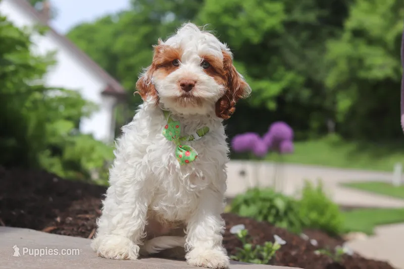 Galen – Cockapoo puppy for sale in Millersburg, OH