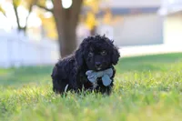 Easton, a male Cavapoo for sale in Millersburg, OH – 4 of 5