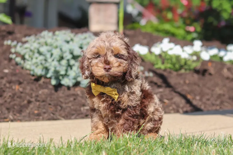 Quinton – Cockapoo puppy for sale in Millersburg, OH