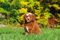 Sage, a female Cockapoo for sale in Millersburg, OH – 5 of 8