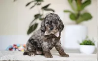 Brooke, a female Cockapoo for sale in Millersburg, OH – Photo 1 of 5