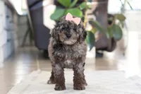 Brooke, a female Cockapoo for sale in Millersburg, OH – Photo 3 of 8