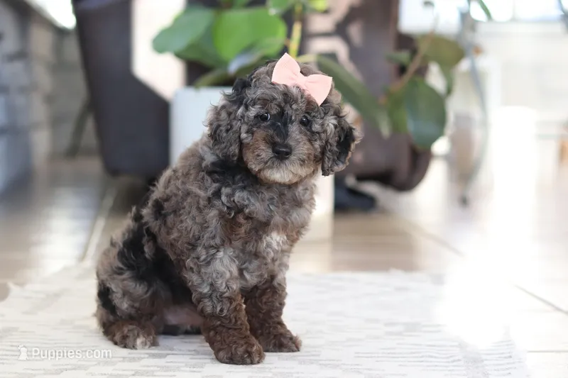 Brooke – Cockapoo puppy for sale in Millersburg, OH