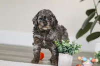 Brooke, a female Cockapoo for sale in Millersburg, OH – Photo 3 of 5