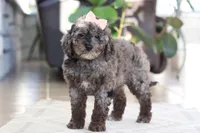 Brooke, a female Cockapoo for sale in Millersburg, OH – Photo 5 of 8