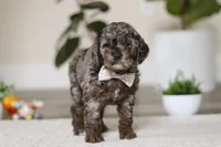 Brooke, a female Cockapoo for sale in Millersburg, OH – Photo 5 of 5