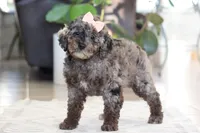 Brooke, a female Cockapoo for sale in Millersburg, OH – Photo 6 of 8