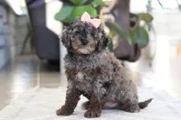 Brooke, a female Cockapoo for sale in Millersburg, OH – Photo 2 of 8