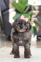 Brooke, a female Cockapoo for sale in Millersburg, OH – Photo 8 of 8