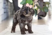 Brooke, a female Cockapoo for sale in Millersburg, OH – Photo 4 of 8