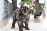 Brooke, a female Cockapoo for sale in Millersburg, OH – Photo 7 of 8