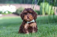 Seth, a male Cockapoo for sale in Millersburg, OH – 3 of 9