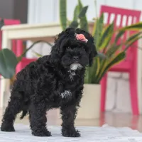 Bailey, a female Cockapoo for sale in Millersburg, OH – Photo 4 of 5