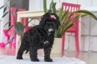 Bailey, a female Cockapoo for sale in Millersburg, OH – Photo 4 of 5