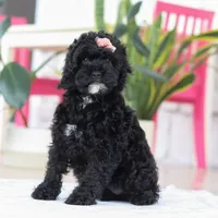 Bailey, a female Cockapoo for sale in Millersburg, OH – Photo 2 of 5