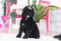 Bailey, a female Cockapoo for sale in Millersburg, OH – Photo 2 of 5