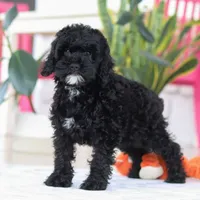 Bailey, a female Cockapoo for sale in Millersburg, OH – Photo 3 of 5