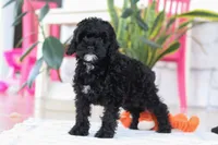 Bailey, a female Cockapoo for sale in Millersburg, OH – Photo 3 of 5