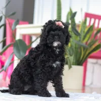 Bailey, a female Cockapoo for sale in Millersburg, OH – Photo 5 of 5