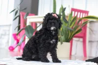 Bailey, a female Cockapoo for sale in Millersburg, OH – Photo 5 of 5