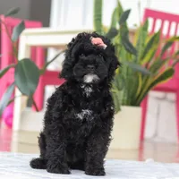 Bailey, a female Cockapoo for sale in Millersburg, OH – Photo 1 of 5