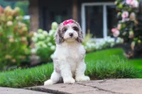 Nicole, a female Cockapoo for sale in Millersburg, OH – 4 of 8