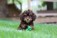 Theodore, a male Cockapoo for sale in Millersburg, OH – Photo 5 of 7