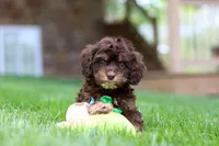Theodore, a male Cockapoo for sale in Millersburg, OH – Photo 2 of 7