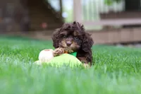 Theodore, a male Cockapoo for sale in Millersburg, OH – Photo 6 of 7