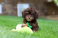 Theodore, a male Cockapoo for sale in Millersburg, OH – Photo 7 of 7