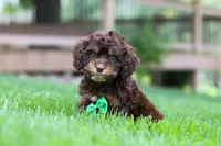 Theodore, a male Cockapoo for sale in Millersburg, OH – Photo 3 of 7