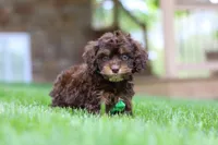 Theodore, a male Cockapoo for sale in Millersburg, OH – Photo 4 of 7
