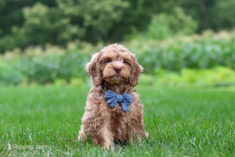 Leo – Cockapoo puppy for sale in Millersburg, OH