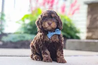 Warren, a male Cockapoo for sale in Millersburg, OH – 5 of 8