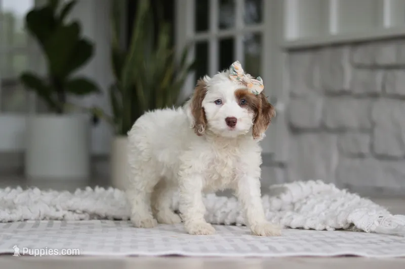 Jewel – Cockapoo puppy for sale in Millersburg, OH