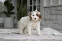 Jewel, a female Cockapoo for sale in Millersburg, OH – 1 of 7