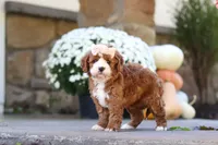 Autumn, a female Cavapoo for sale in Millersburg, OH – 6 of 10