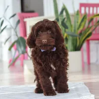 Finn, a male Cockapoo for sale in Millersburg, OH – Photo 7 of 7